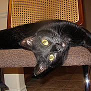 Tuna joined the competition — help win amazing prizes! animal, black_cat, cat, chair, curious, cushion, domestic_animal, feline, floor, fur, home, indoor, mammal, metal_chair_leg, pet, relaxed, stretching, tile_floor, wooden_cabinet, yellow_eyes