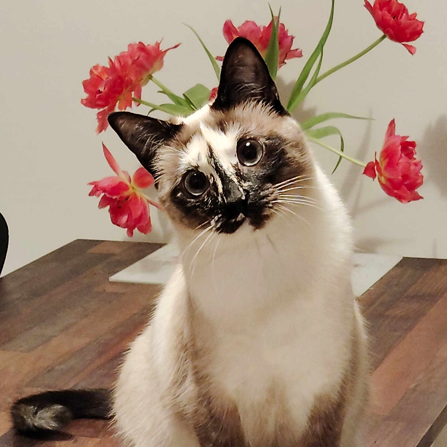 Pristi participe au concours pour gagner de l'argent avec cette photo : animal, background, cat, curious, cute, domestic, ears, feline, flower, fur, head_tilt, indoor, pet, portrait, red_flower, siamese, sitting, table, whiskers, wooden_table