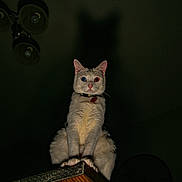 Ripley is registered to the contest to win money with this photo: animal, blue_eye, cat, collar, dark, ears, feline, heterochromia, indoor, intense_gaze, ledg, low_light, mysterious, night, pet, portrait, red_eye, shadow, sitting, whiskers