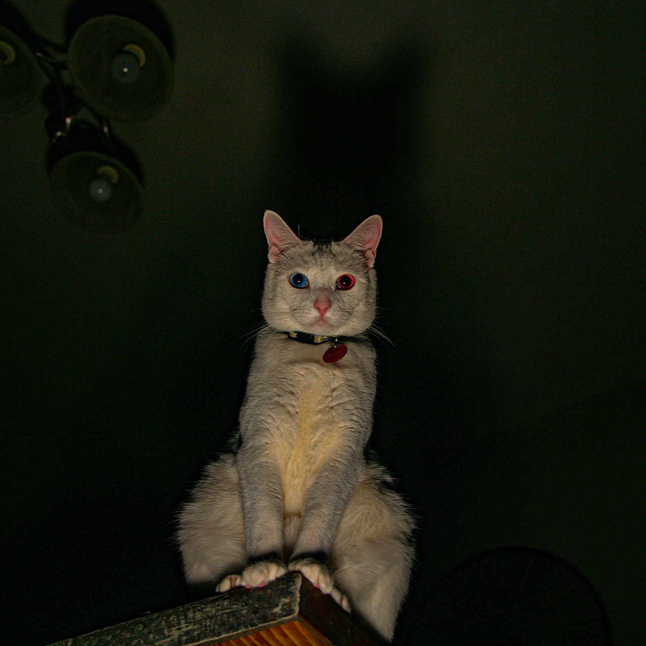 Ripley