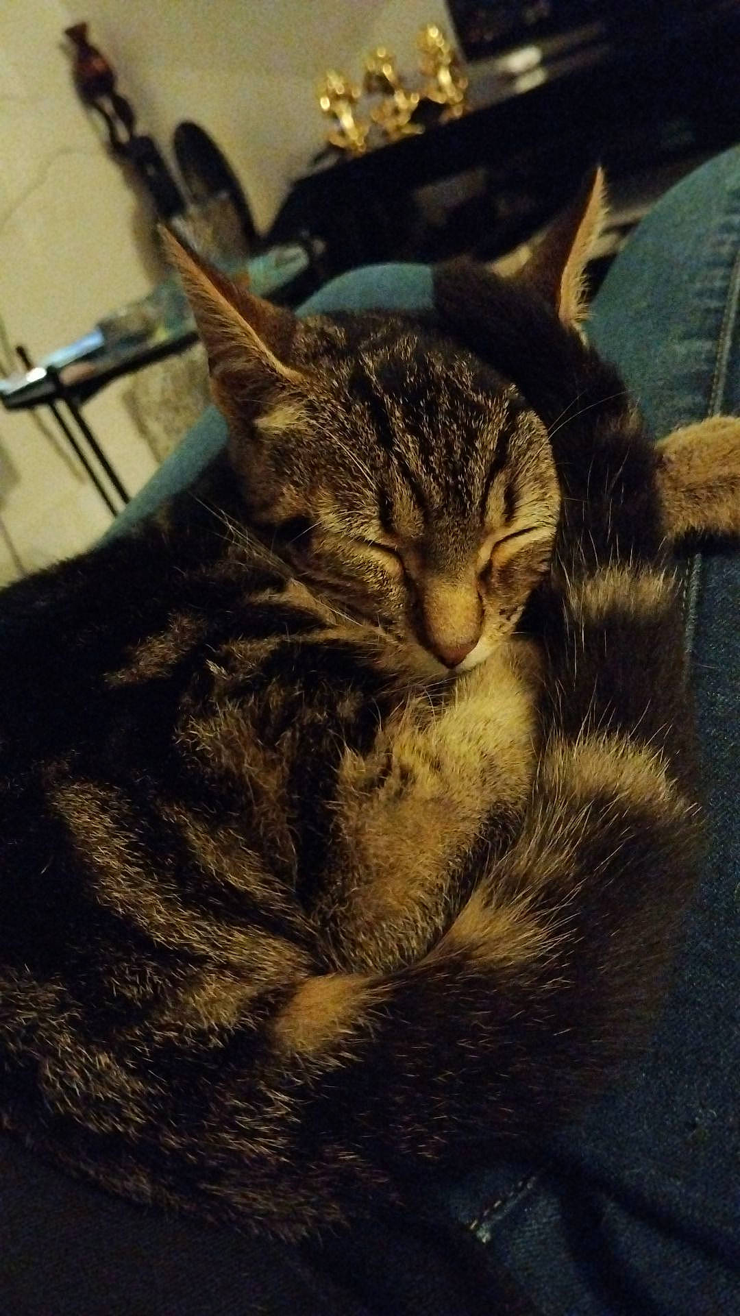 Beerus a rejoint le concours — aidez-le/la à gagner de superbes lots ! carnivore, cat, claw, comfort, domestic_short_haired_cat, felidae, fur, grass, paw, sitting, sky, small_to_medium_sized_cats, snout, tail, terrestrial_animal, whiskers, wildlife, wood