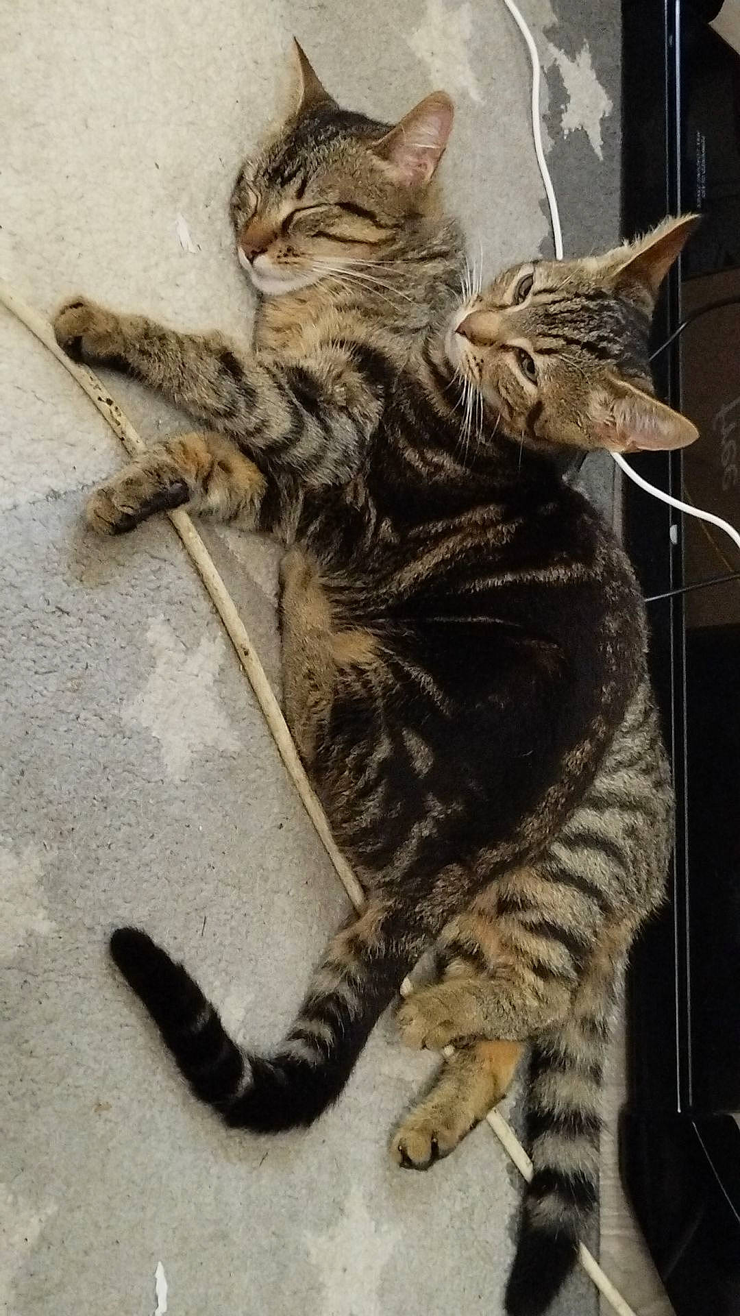 Beerus participe au concours pour gagner de l'argent avec cette photo : art, carnivore, cat, claw, domestic_short_haired_cat, felidae, foot, fur, paw, small_to_medium_sized_cats, tail, terrestrial_animal, whiskers