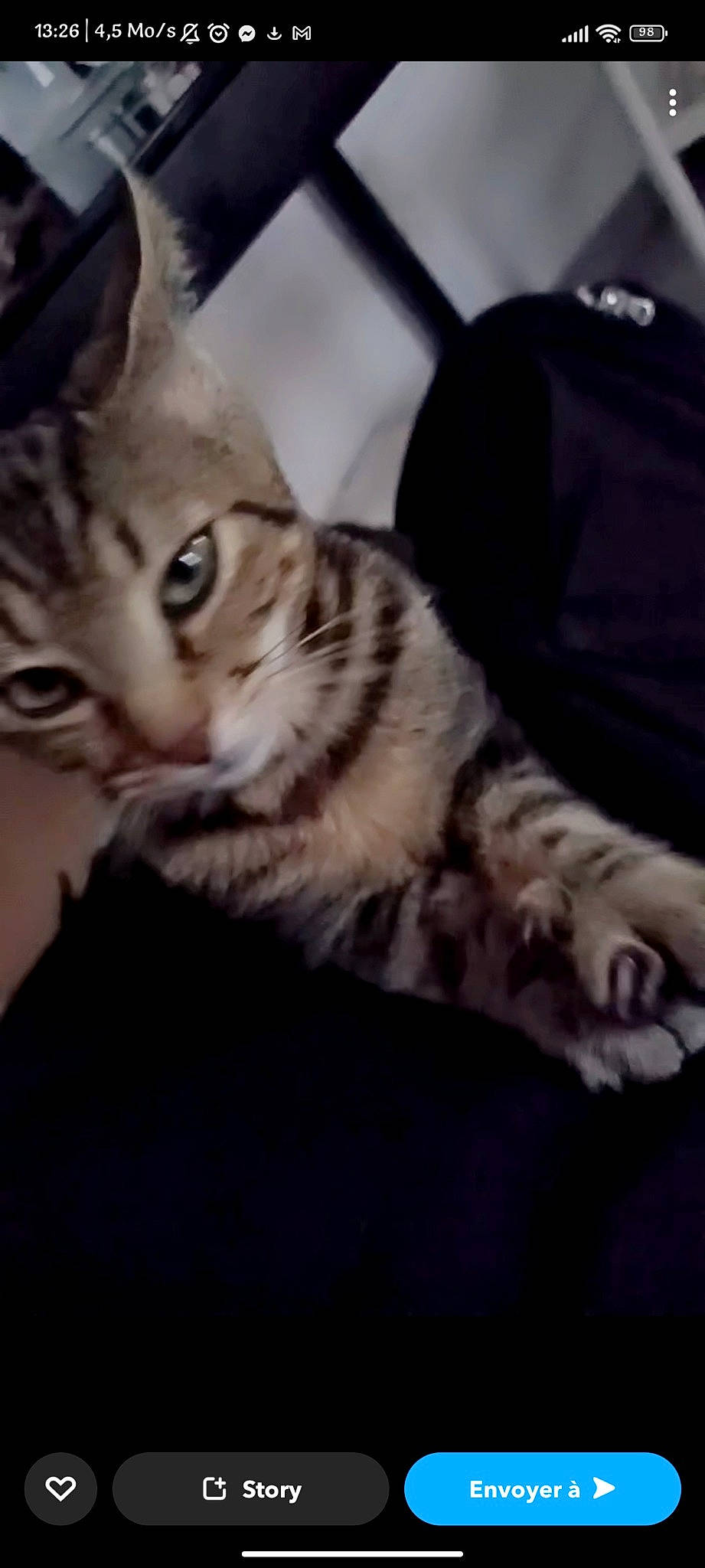 Beerus participe au concours pour gagner de l'argent avec cette photo : carnivore, cat, cloud, comfort, domestic_short_haired_cat, felidae, fur, metal, paw, sky, small_to_medium_sized_cats, snout, tail, whiskers