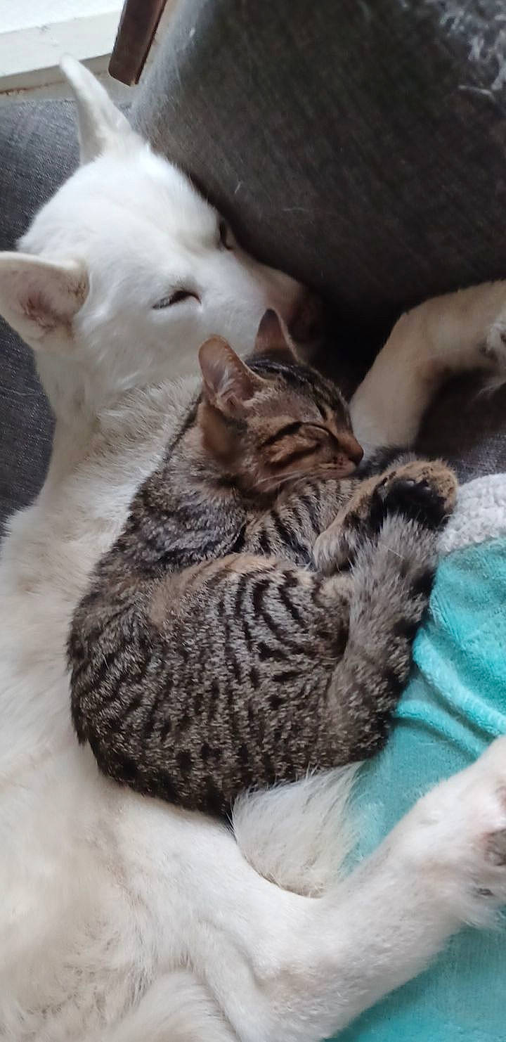 Manzana a rejoint le concours — aidez-le/la à gagner de superbes lots ! carnivore, cat, claw, comfort, domestic_short_haired_cat, felidae, fur, nap, paw, small_to_medium_sized_cats, snout, tail, terrestrial_animal, whiskers