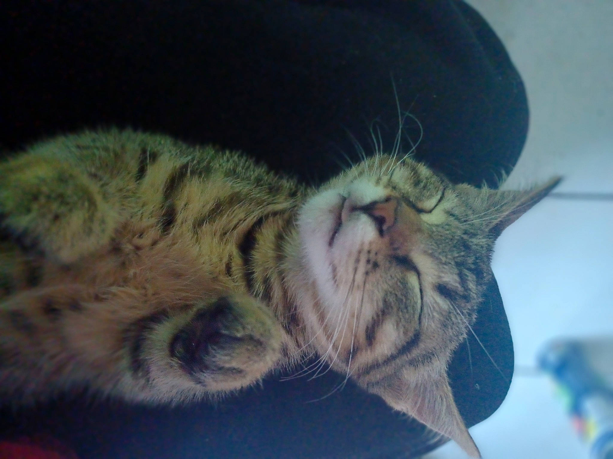 Manzana a rejoint le concours — aidez-le/la à gagner de superbes lots ! carnivore, cat, claw, comfort, domestic_short_haired_cat, ear, eye, felidae, fur, head, human_body, nap, organism, paw, sleep, small_to_medium_sized_cats, snout, terrestrial_animal, whiskers, wildlife