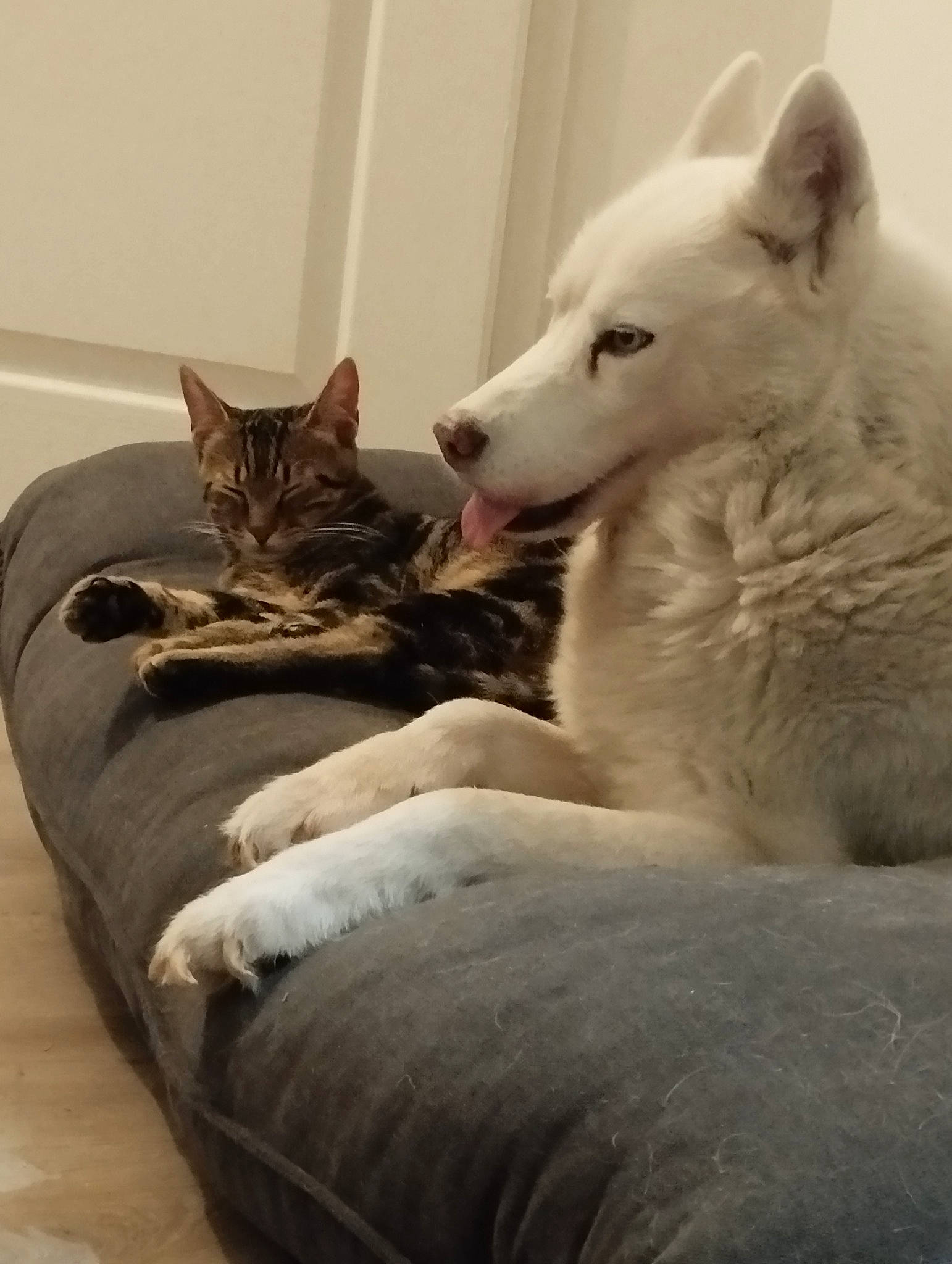 Louva participe au concours pour gagner de l'argent avec cette photo : carnivore, cat, claw, comfort, companion_dog, dog, dog_breed, domestic_short_haired_cat, fawn, felidae, flooring, fur, hardwood, paw, small_to_medium_sized_cats, snout, tail, terrestrial_animal, whiskers, wildlife