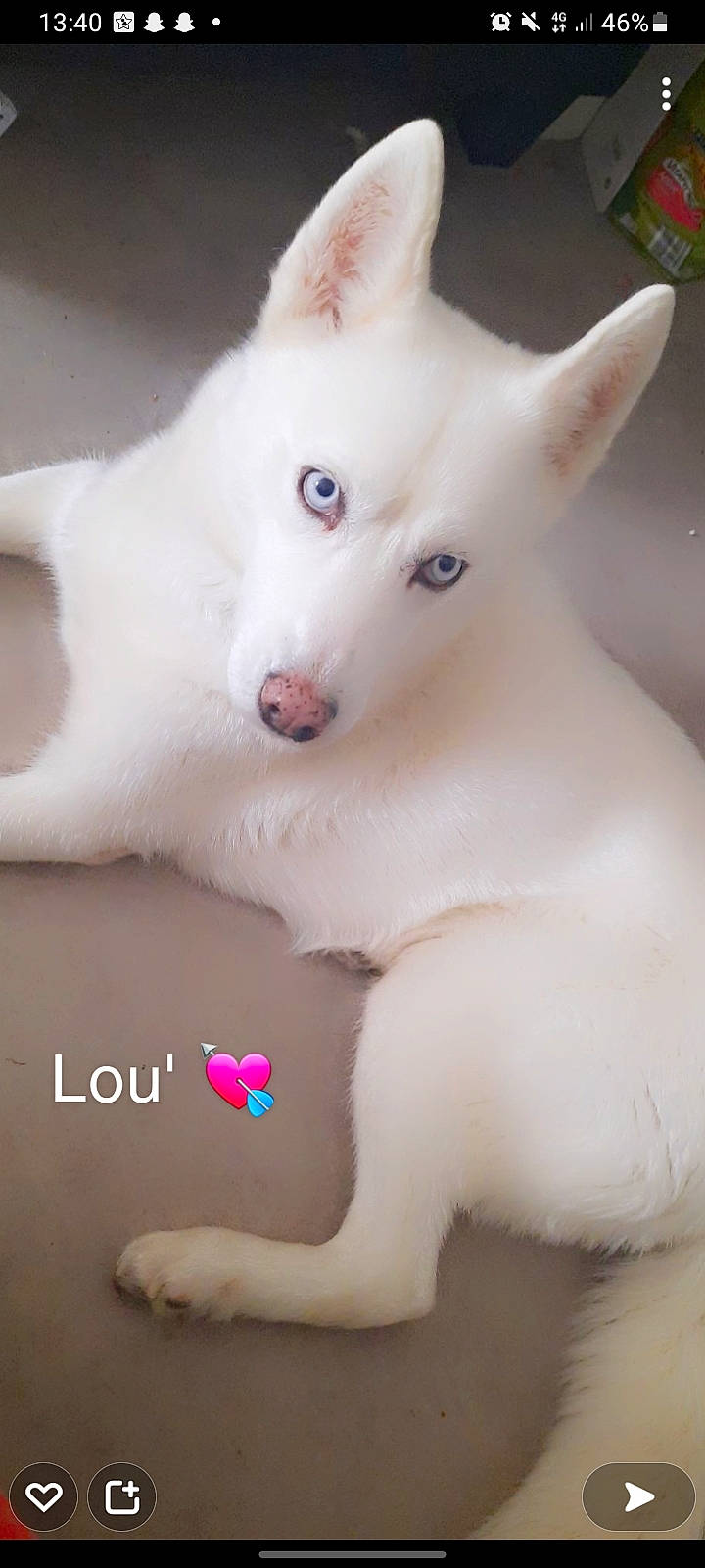 Louva a rejoint le concours — aidez-le/la à gagner de superbes lots ! ancient_dog_breeds, canidae, carnivore, companion_dog, dog, dog_breed, ear, eye, fawn, fur, jaw, mammal, non_sporting_group, nose, samoyed, snout, terrestrial_animal, whiskers, white, working_animal