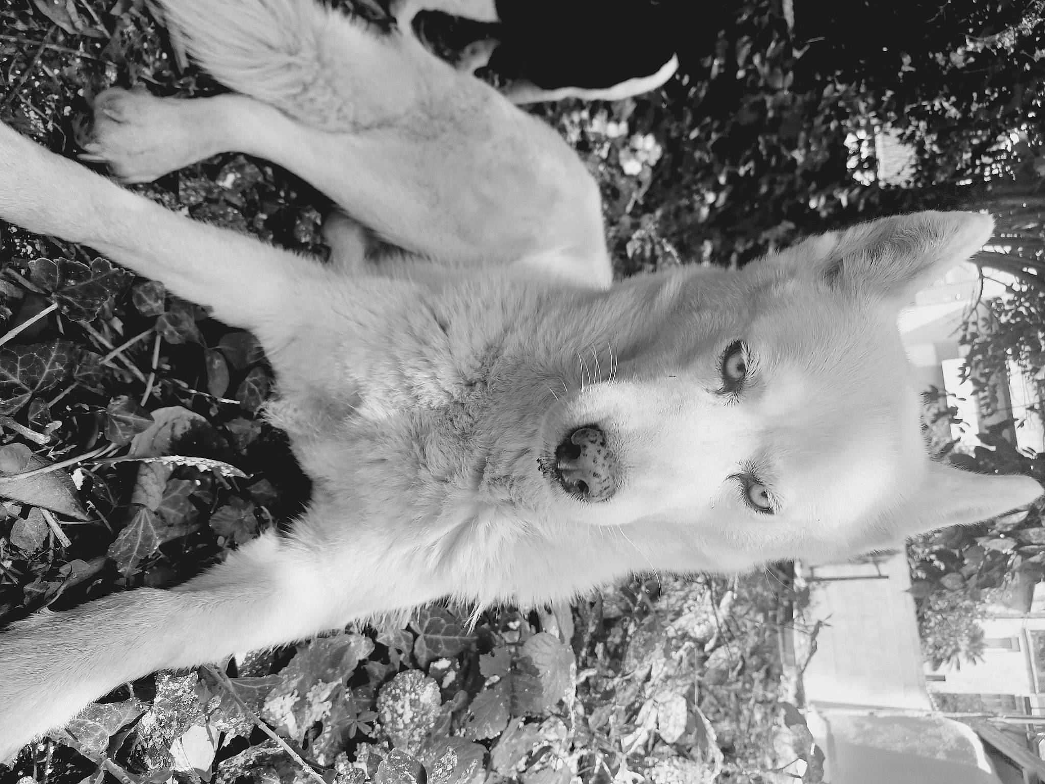 Louva participe au concours pour gagner de l'argent avec cette photo : black_and_white, canidae, carnivore, cat, dog_breed, felidae, fur, grass, monochrome, monochrome_photography, non_sporting_group, paw, photo_caption, small_to_medium_sized_cats, sporting_group, style, tail, terrestrial_animal, whiskers, wildlife