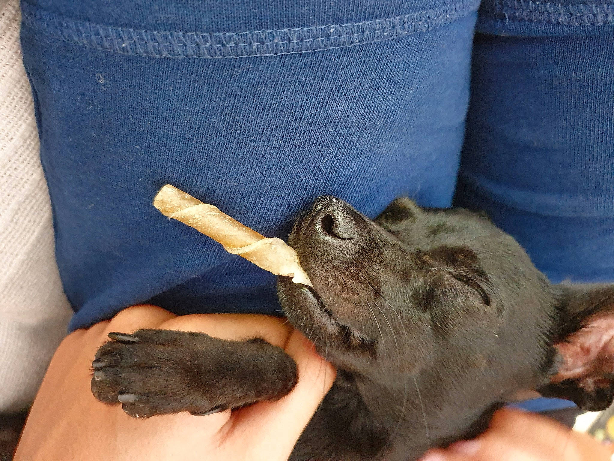 Chipie participe au concours pour gagner de l'argent avec cette photo : bat, claw, comfort, denim, electric_blue, fashion_accessory, fawn, finger, fur, gesture, hat, nail, safety_glove, sleeve, small_to_medium_sized_cats, thumb, wildlife_biologist, wood, wool, wrist