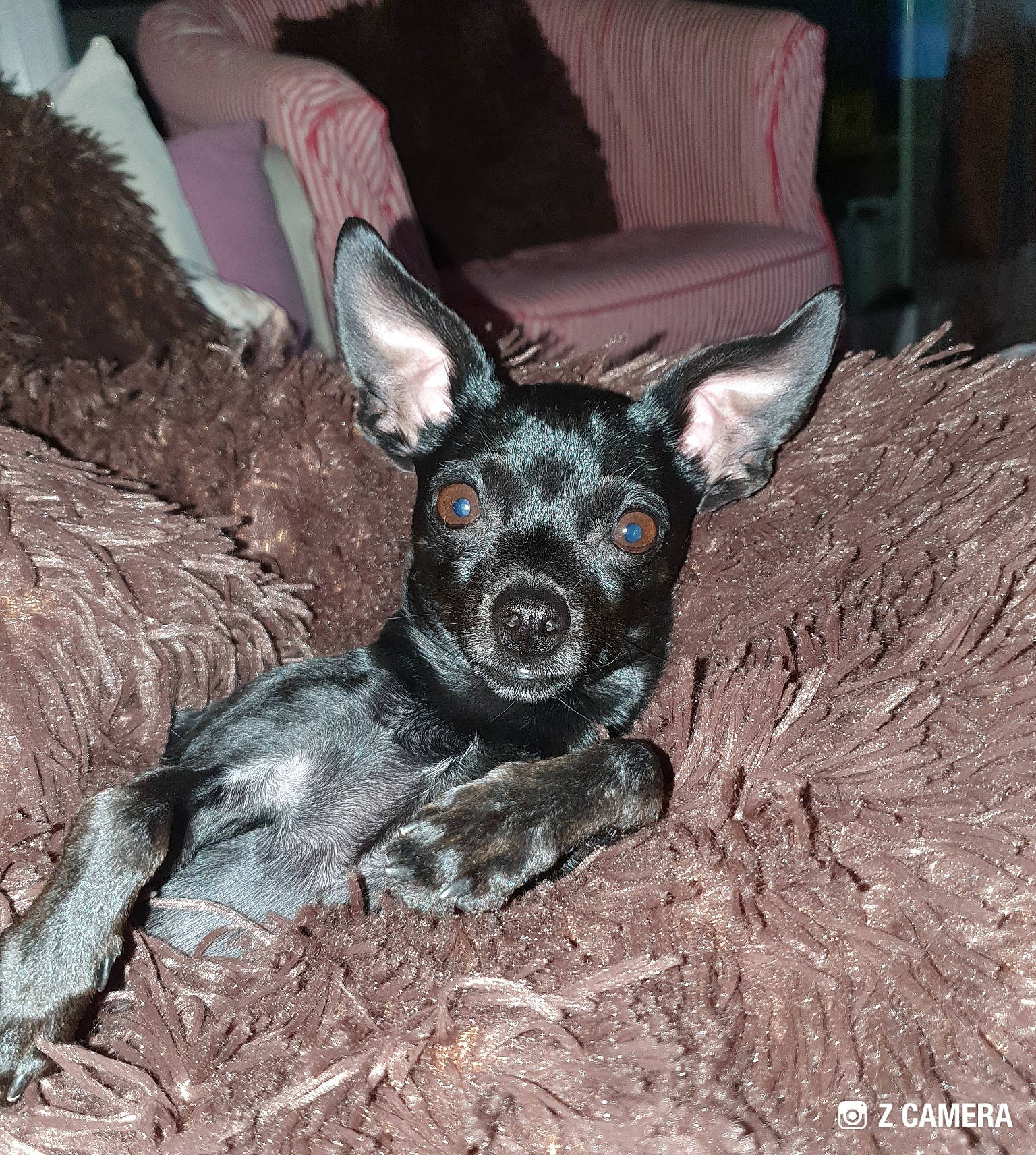 Chipie participe au concours pour gagner de l'argent avec cette photo : carnivore, chihuahua, comfort, companion_dog, corgi_chihuahua, couch, dog, dog_breed, dog_supply, ear, fur, paw, snout, soil, tail, terrestrial_animal, terrier, toy_dog, whiskers, working_animal