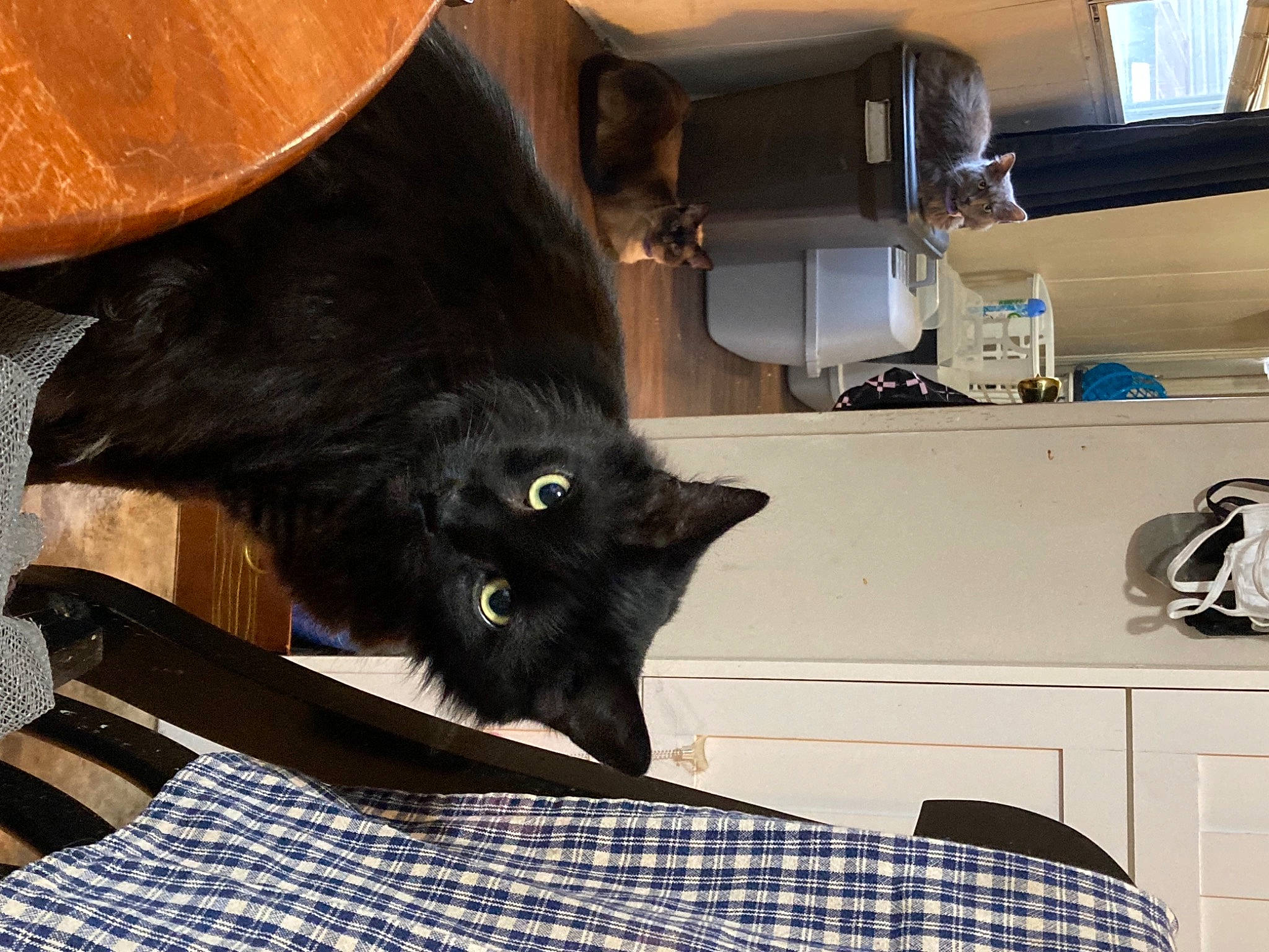 Paulie is registered to the contest to win money with this photo: black_cat, bombay, cabinetry, carnivore, cat, comfort, domestic_short_haired_cat, felidae, fur, grey, hardwood, havana_brown, linens, pattern, plaid, room, small_to_medium_sized_cats, tail, whiskers, wood