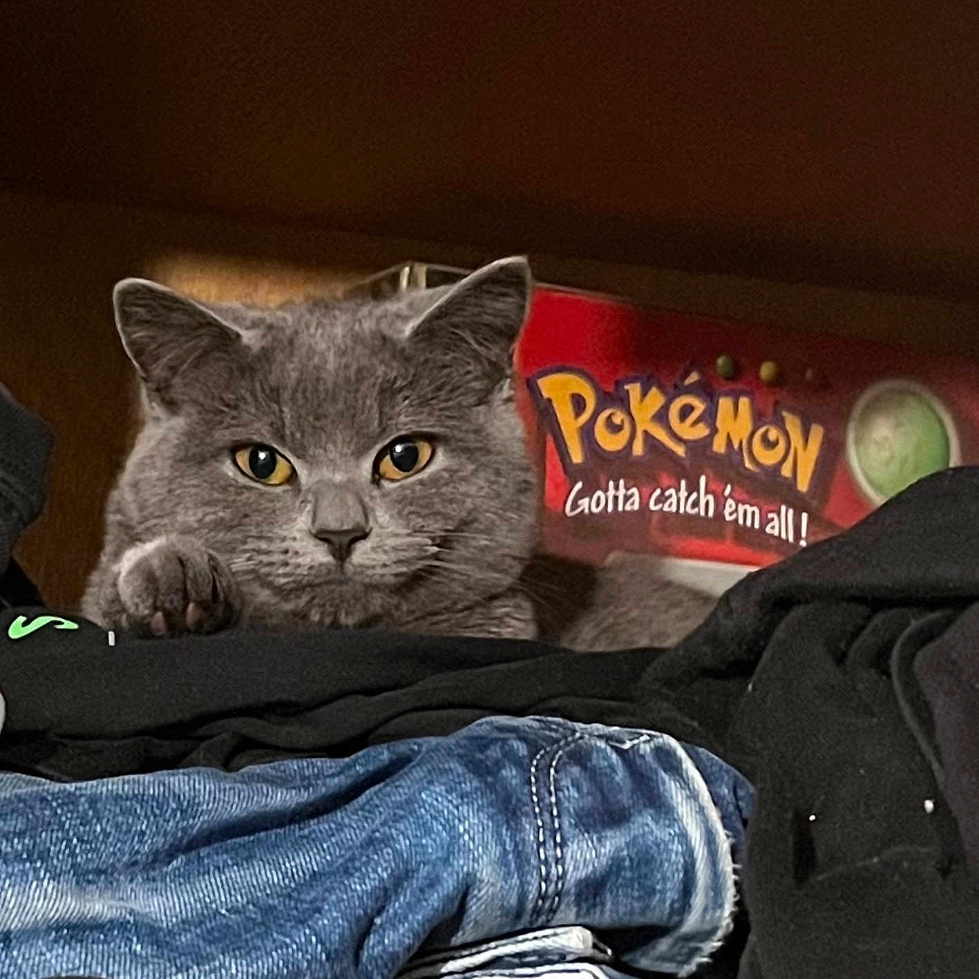 Eevee joined the competition — help win amazing prizes! animal, box, cat, closet, clothes, cozy, curious, cute, feline, fur, gray_cat, indoor, jeans, looking, paw, pet, pokemon, resting, shelf, tshirt