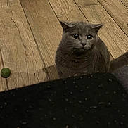 Eevee joined the competition — help win amazing prizes! animal, cat, curious, domestic_animal, ears, feline, flooring, fur, gray_cat, indoor, looking, pet, shadow, shy, sitting, small_ball, tail, toy, whiskers, wooden_floor