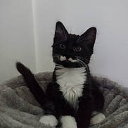 Hades is registered to the contest to win money with this photo: kitten, cat, black_and_white, fur, pet_bed, cozy, indoor, whiskers, cute, animal, feline, young, small, sitting, curious, fluffy, mustache_marking, paws, tail, domestic_cat
