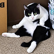 Batman is registered to the contest to win money with this photo: cat, tuxedo_cat, black_and_white, pet, feline, green_eyes, whiskers, fur, sitting, lying_down, indoor, carpet, home, relaxed, portrait, close_up, animal, paws, tail, funny_pose