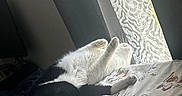 Batman joined the competition — help win amazing prizes! cats, cat, felines, sleeping, lounging, belly_up, black_and_white, white_cat, bed, bedroom, blanket, bedding, cartoon_print, sunlight, window, curtain, indoors, relaxed, pets, cozy