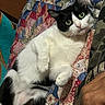 Batman is registered to the contest to win money with this photo: cat, cats, black_and_white, tuxedo_cat, green_eyes, white_fur, black_fur, whiskers, pink_nose, lying_down, relaxed, sleeping, playful, portrait, close_up, patchwork_quilt, bed, indoors, feline, pet