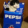 Batman joined the competition — help win amazing prizes! cat, tuxedo_cat, black_and_white, pet, animal, portrait, sitting, cardboard_box, pepsi_box, packaging, blue, white, carpet, indoor, wooden_background, whiskers, ears, green_eyes, cute, funny