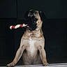 Taz joined the competition — help win amazing prizes! dog, pug, canine, pet, animal, portrait, standing, window, indoors, chew_toy, toy, striped, red, white, brown, wrinkled_face, short_muzzle, ears, paws, dramatic_lighting