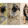 Taz joined the competition — help win amazing prizes! pug, dog, puppy, canine, pet, three_dogs, triptych, collage, portrait, sitting, standing, costume, briefcase, cape, wrinkled_face, curly_tail, black_mask, indoor, tile_floor, quilt