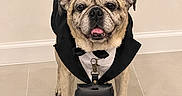Taz joined the competition — help win amazing prizes! bulldog, dog, pet, animal, canine, tuxedo, costume, formalwear, bow_tie, black_cape, satchel, standing, indoors, tile_floor, wall, portrait, front_view, wrinkled_face, open_mouth, funny