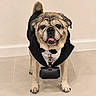 bulldog, dog, pet, animal, canine, tuxedo, costume, formalwear, bow_tie, black_cape, satchel, standing, indoors, tile_floor, wall, portrait, front_view, wrinkled_face, open_mouth, funny
