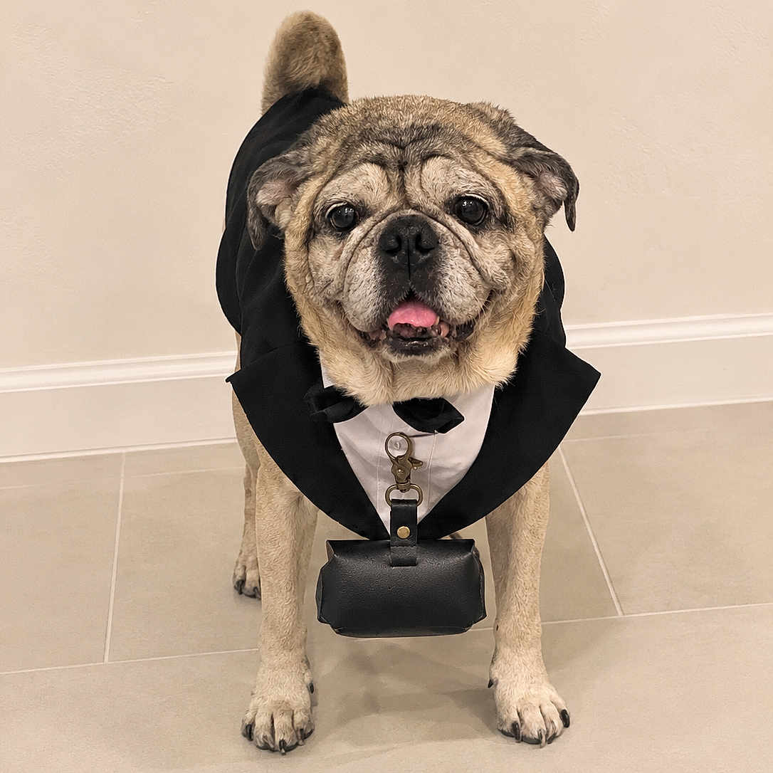 Taz joined the competition — help win amazing prizes! bulldog, dog, pet, animal, canine, tuxedo, costume, formalwear, bow_tie, black_cape, satchel, standing, indoors, tile_floor, wall, portrait, front_view, wrinkled_face, open_mouth, funny