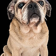 Taz is registered to the contest to win money with this photo: dog, pug, pet, animal, sitting, portrait, close_up, wrinkled_face, large_eyes, short_muzzle, floppy_ears, fawn_coat, black_background, studio_photo, cute, funny, canine, front_view, fur, companion_animal
