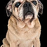 dog, pug, pet, animal, sitting, portrait, close_up, wrinkled_face, large_eyes, short_muzzle, floppy_ears, fawn_coat, black_background, studio_photo, cute, funny, canine, front_view, fur, companion_animal