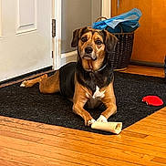 Nova is registered to the contest to win money with this photo: animal, basket, black_and_tan, black_rug, blue_fabric, bone, brown_dog, companionship, dog, domestic, door, flooring, household, indoor, looking, pet, playful, resting, toy, wooden_floor