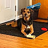 animal, basket, black_and_tan, black_rug, blue_fabric, bone, brown_dog, companionship, dog, domestic, door, flooring, household, indoor, looking, pet, playful, resting, toy, wooden_floor