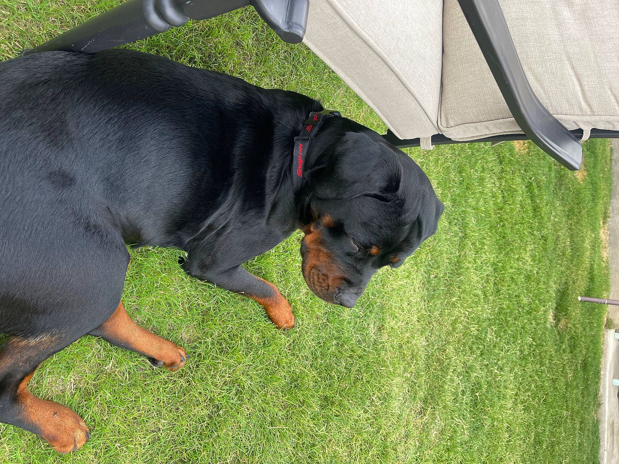 Scarlet is registered to the contest to win money with this photo: canidae, carnivore, collar, companion_dog, dog, dog_breed, dog_supply, fawn, grass, guard_dog, hound, liver, plant, rottweiler, snout, sporting_group, tail, terrestrial_animal, working_animal, working_dog