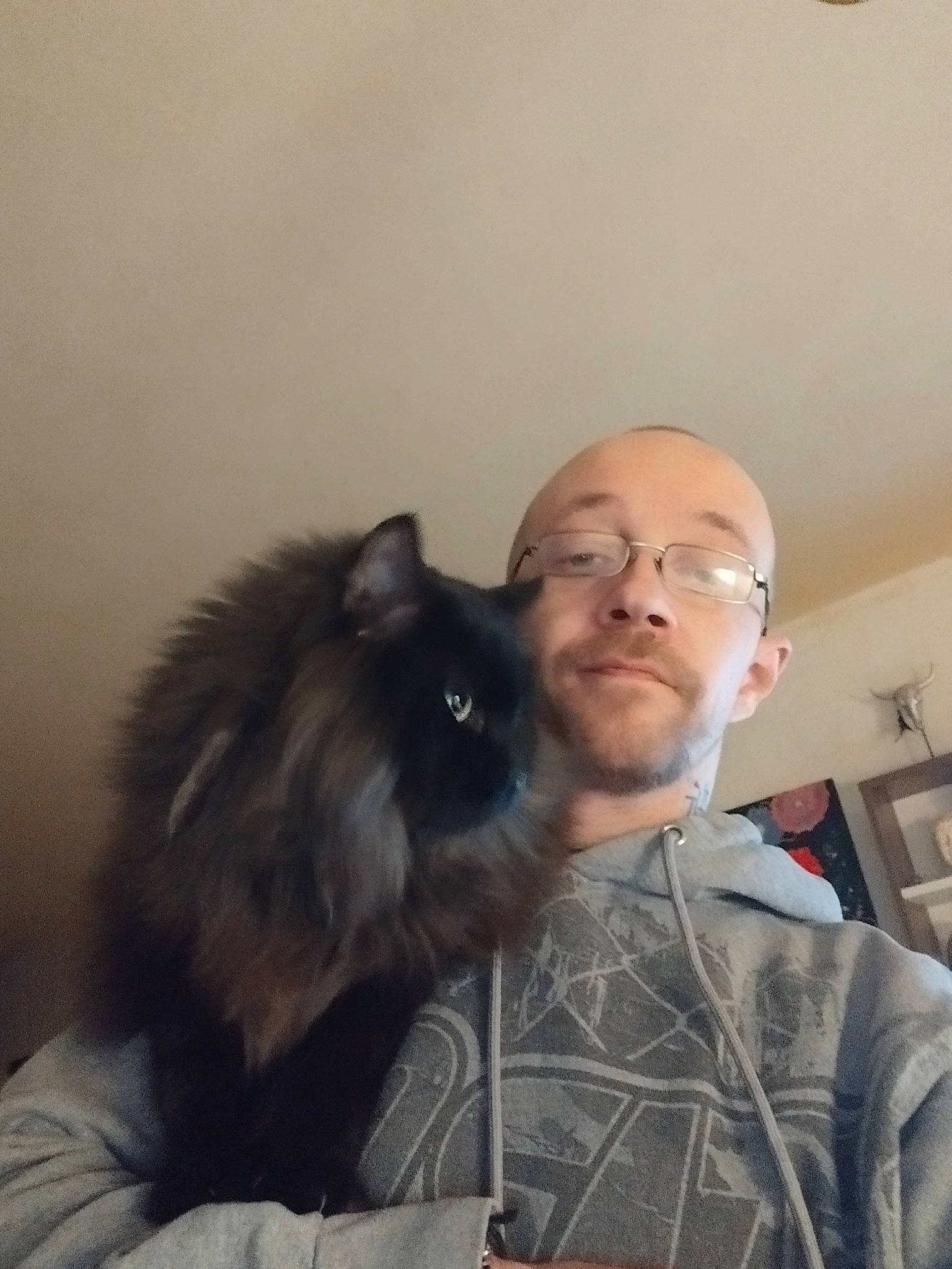 Anubis participe au concours pour gagner de l'argent avec cette photo : beard, carnivore, cat, comfort, companion_dog, dog_breed, ear, eyewear, facial_hair, felidae, fur, glasses, grey, hairstyle, mammal, shoulder, small_to_medium_sized_cats, toy_dog, vision_care, whiskers