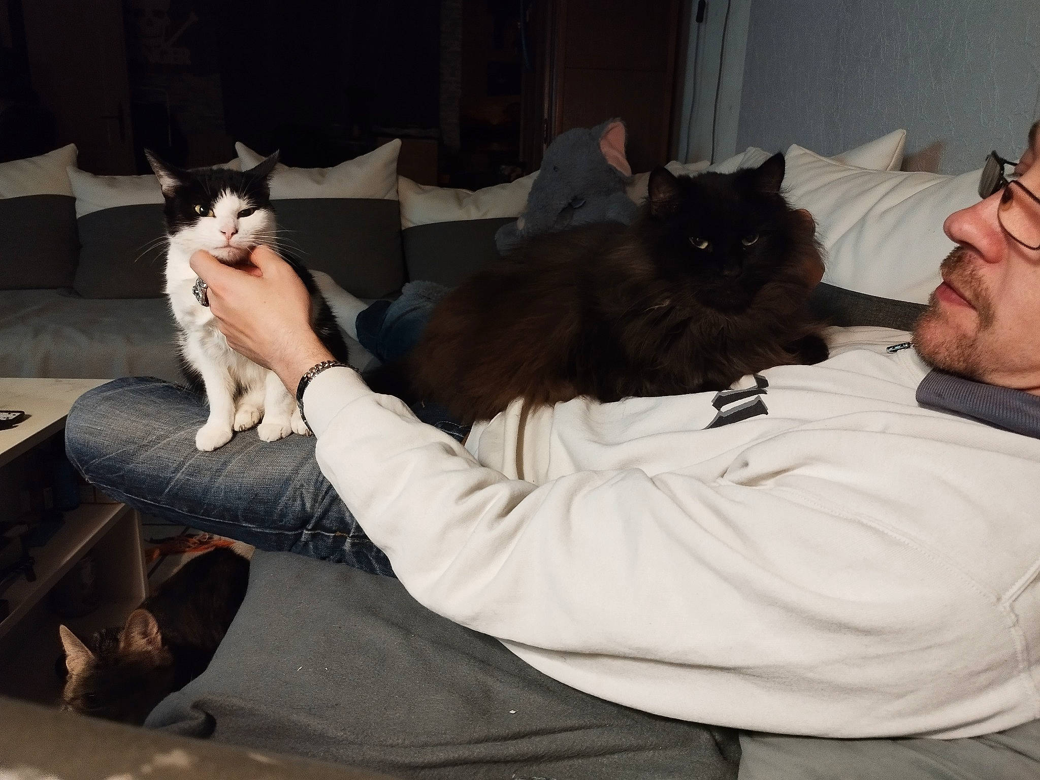 Anubis a rejoint le concours — aidez-le/la à gagner de superbes lots ! bed, carnivore, cat, comfort, companion_dog, couch, domestic_short_haired_cat, felidae, foot, fur, gesture, lap, nap, paw, room, sitting, small_to_medium_sized_cats, smile, tail, whiskers