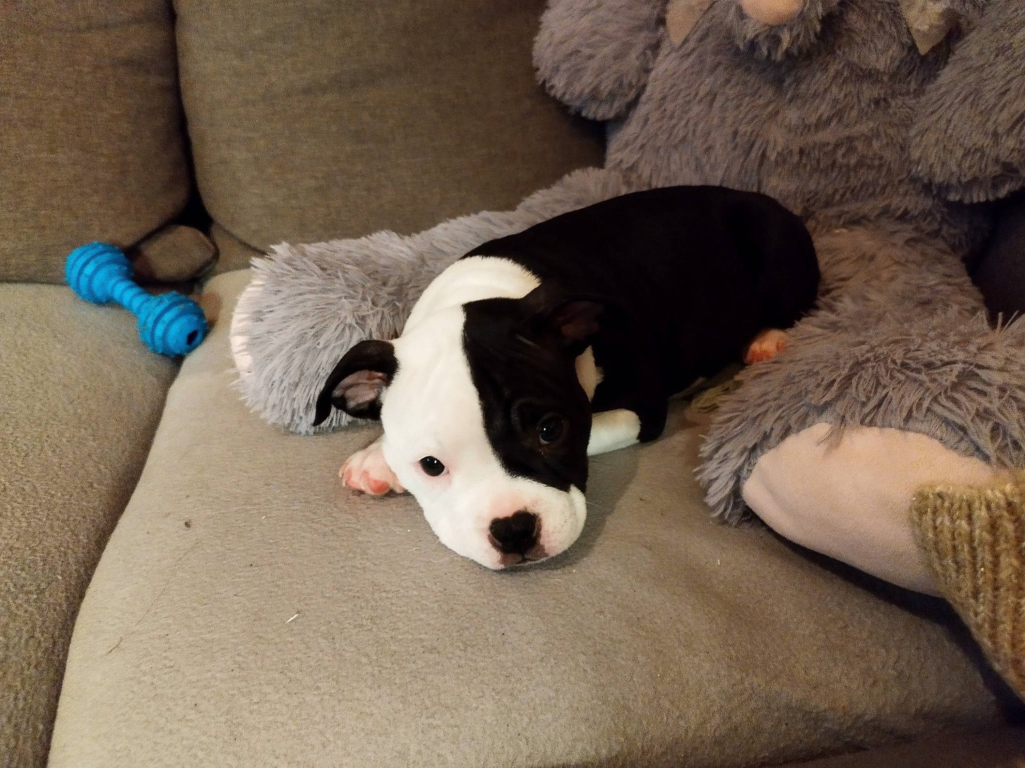 Themis participe au concours pour gagner de l'argent avec cette photo : carnivore, chilean_fox_terrier, comfort, companion_dog, couch, dog, dog_breed, dog_supply, fawn, fur, linens, paw, pet_supply, snout, sporting_group, tail, terrestrial_animal, toy_dog, vertebrate, working_animal