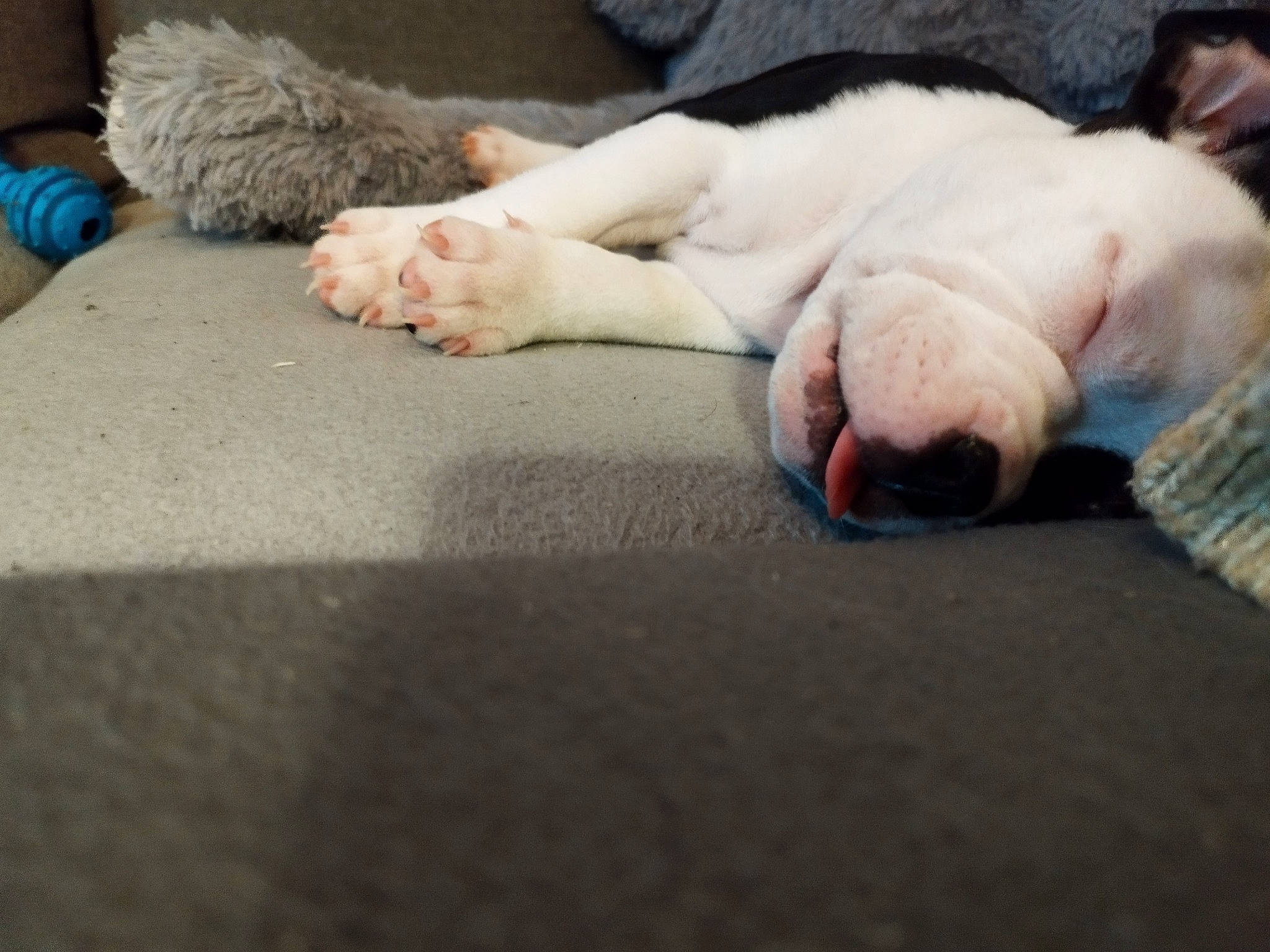 Themis participe au concours pour gagner de l'argent avec cette photo : canidae, carnivore, cat, comfort, companion_dog, dog_breed, domestic_short_haired_cat, fawn, felidae, flooring, foot, fur, grey, human_leg, linens, paw, small_to_medium_sized_cats, sporting_group, tail, whiskers