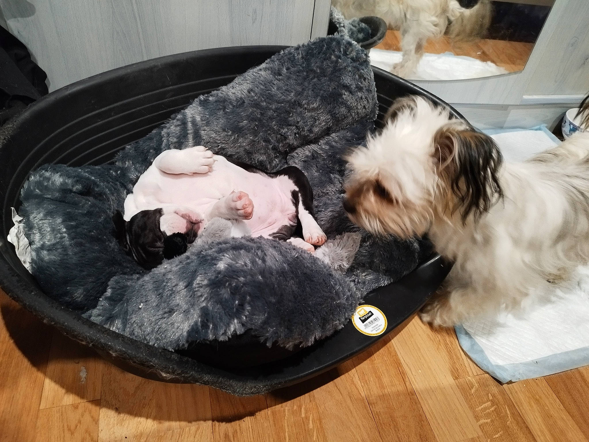 Themis participe au concours pour gagner de l'argent avec cette photo : carnivore, collar, comfort, companion_dog, dog, dog_bed, dog_breed, dog_collar, dog_supply, flooring, fur, hardwood, labradoodle, pet_supply, small_terrier, sporting_group, terrier, toy_dog, wood_flooring, yorkipoo