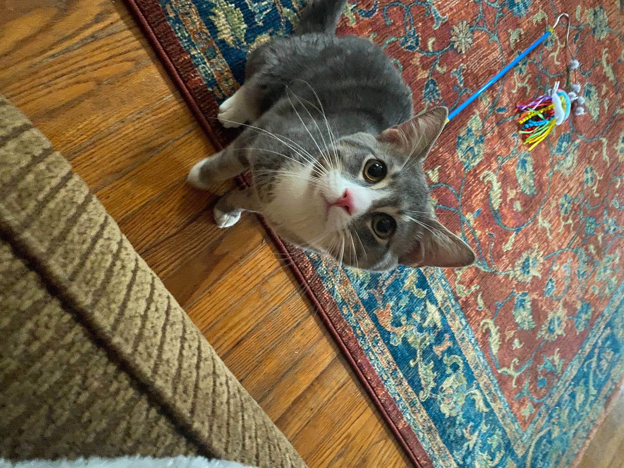 Haze is registered to the contest to win money with this photo: carnivore, cat, domestic_short_haired_cat, felidae, floor, flooring, fur, grey, hardwood, laminate_flooring, pattern, plank, small_to_medium_sized_cats, snout, tail, textile, whiskers, wood, wood_flooring, wood_stain