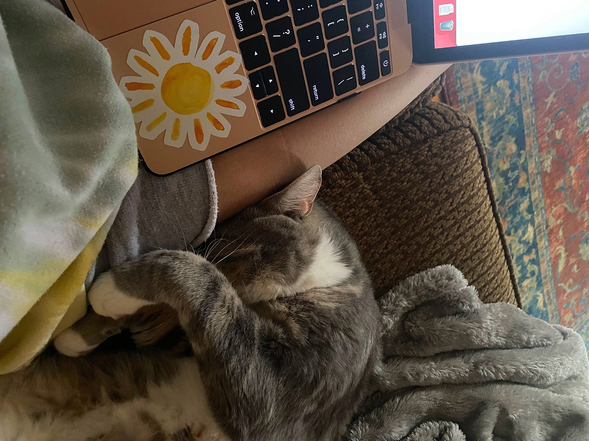 Haze joined the competition — help win amazing prizes! cat, comfort, computer_keyboard, felidae, finger, flooring, font, gesture, hand, human_leg, input_device, laptop, leg, linens, nail, personal_computer, small_to_medium_sized_cats, snout, tail, whiskers