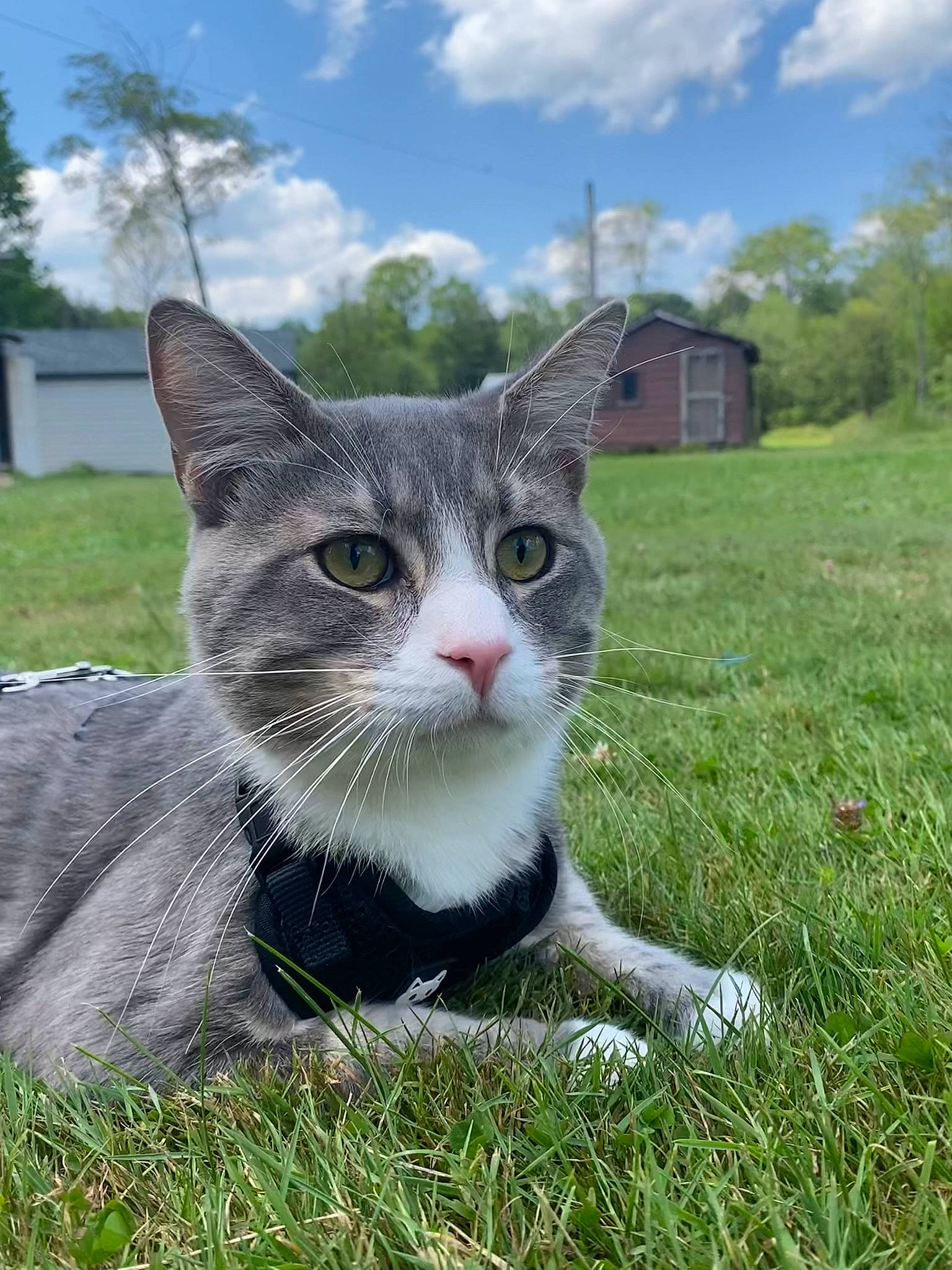 Haze is registered to the contest to win money with this photo: carnivore, cat, cloud, cumulus, domestic_short_haired_cat, felidae, fur, grass, grassland, pasture, paw, plant, sitting, sky, small_to_medium_sized_cats, tail, tree, whiskers, wildlife