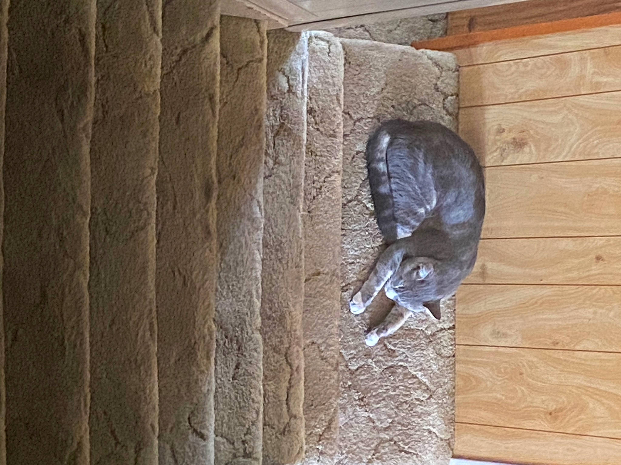 Haze is registered to the contest to win money with this photo: art, brickwork, concrete, domestic_short_haired_cat, felidae, flooring, fur, grey, hardwood, pattern, room, sculpture, shadow, statue, tail, trunk, visual_arts, window, wood, wood_stain