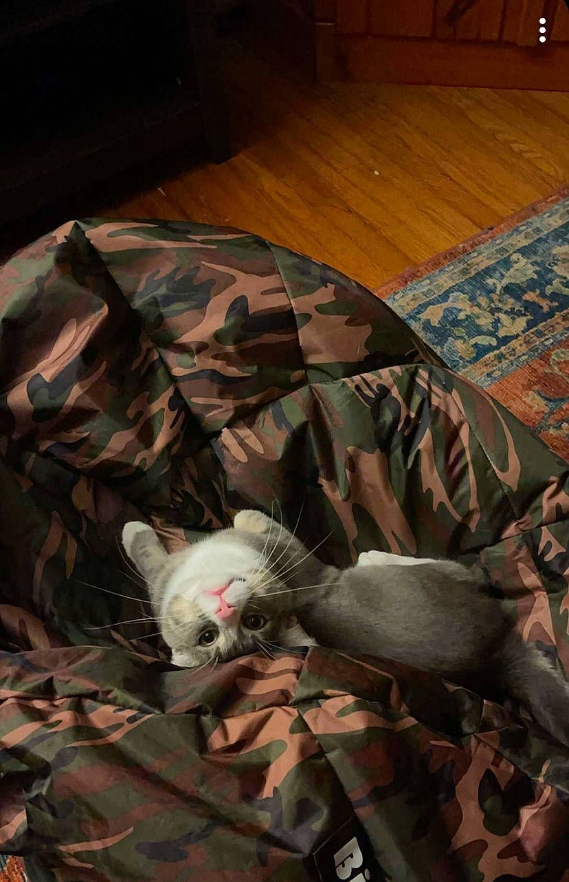 Haze joined the competition — help win amazing prizes! bed_sheet, brown, carnivore, cat, comfort, fawn, felidae, floor, flooring, fur, grey, hardwood, linens, pattern, room, small_to_medium_sized_cats, tail, tints_and_shades, whiskers, wood