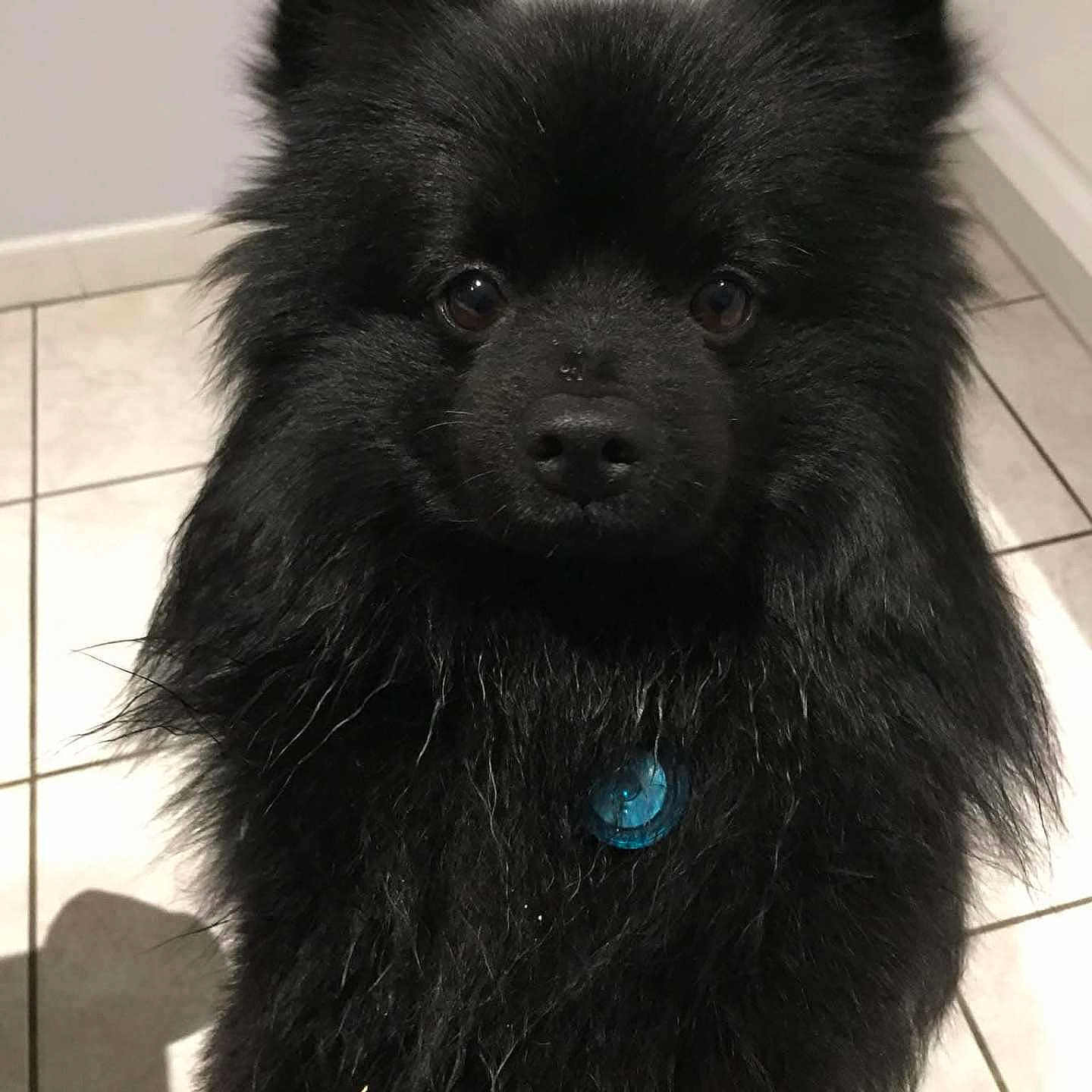 Regine Fr participe au concours pour gagner de l'argent avec cette photo : animal, black_dog, blue_tag, canine, companion, cute, dog, domestic, ears, eyes, fluffy, fur, house, indoor, looking, nose, pet, portrait, standing, tile_floor