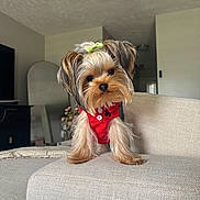 Giselle is registered to the contest to win money with this photo: dog, yorkshire_terrier, pet, cute, small_dog, red_shirt, green_bow, couch, indoor, living_room, furniture, head_tilt, fur, animal, companion, adorable, canine, domestic_animal, portrait, curious