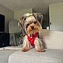 dog, yorkshire_terrier, pet, cute, small_dog, red_shirt, green_bow, couch, indoor, living_room, furniture, head_tilt, fur, animal, companion, adorable, canine, domestic_animal, portrait, curious