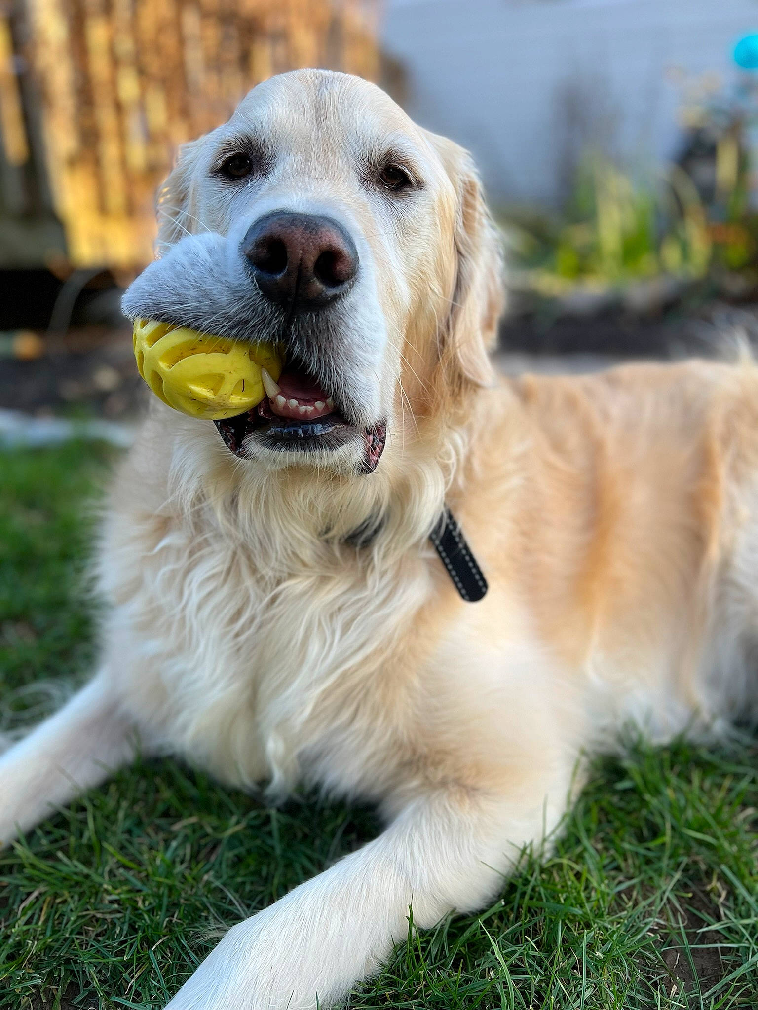 Wrangler Beard joined the competition — help win amazing prizes! biting, canidae, carnivore, collar, companion_dog, dog, dog_breed, fang, fawn, fur, grass, gun_dog, plant, snout, sporting_group, tail, terrestrial_animal, whiskers, working_animal, working_dog
