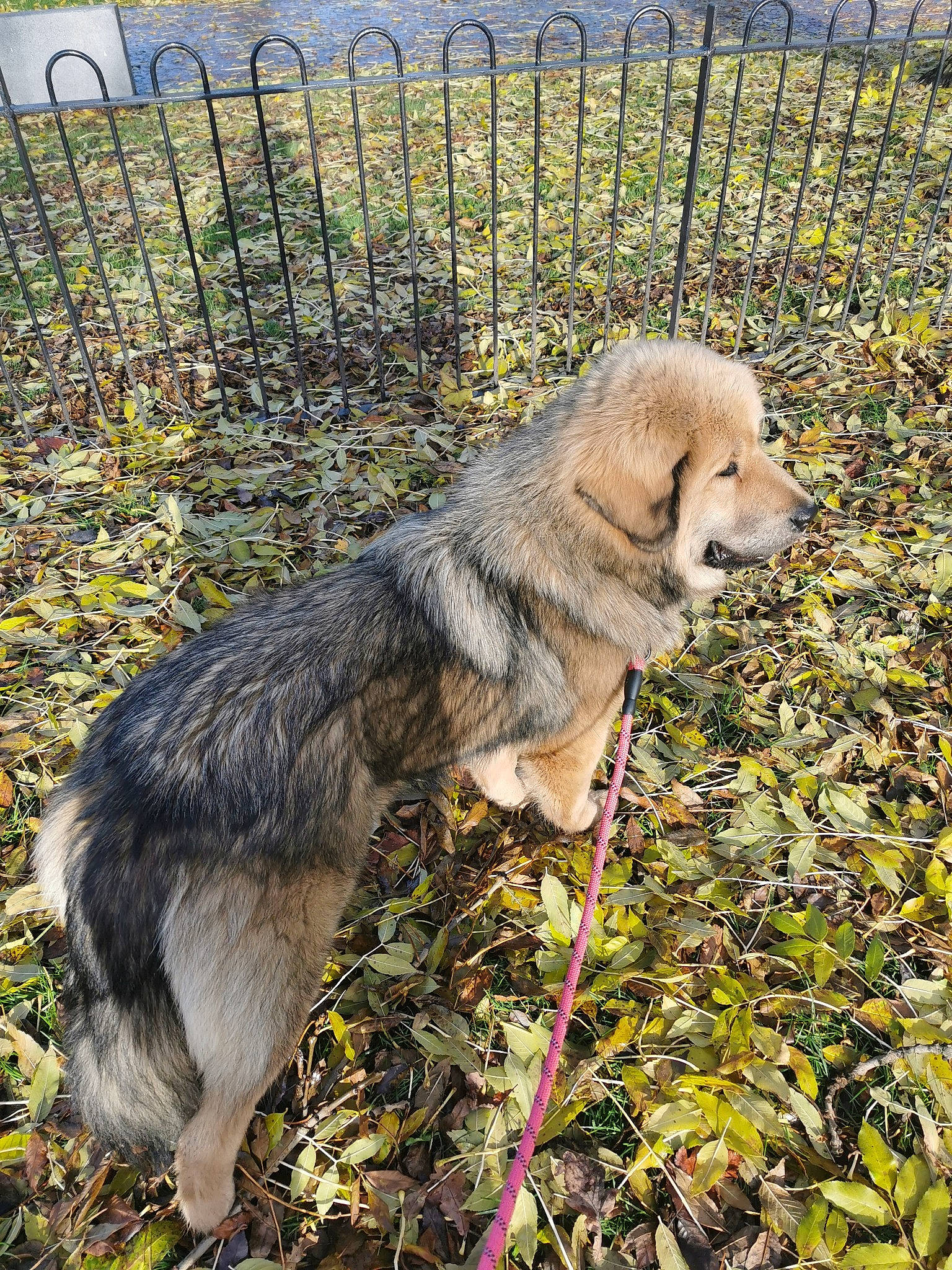 Princess Roberta joined the competition — help win amazing prizes! canidae, canis, carnivore, companion_dog, dog, dog_breed, fawn, fence, fur, grass, leash, livestock_guardian_dog, pet_supply, plant, sled_dog, snout, sporting_group, tail, terrestrial_animal, wildlife