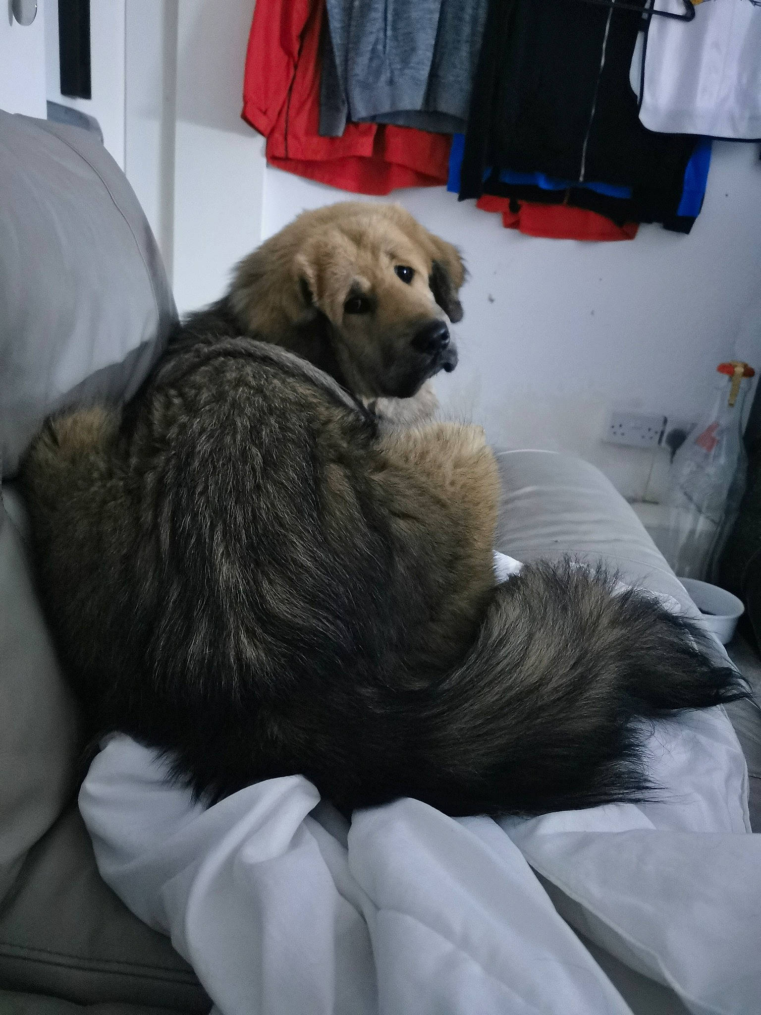 Princess Roberta joined the competition — help win amazing prizes! carnivore, chair, comfort, companion_dog, dog, dog_breed, fawn, fur, grey, linens, mammal, nap, puppy, room, small_to_medium_sized_cats, snout, sporting_group, tail, whiskers, working_animal