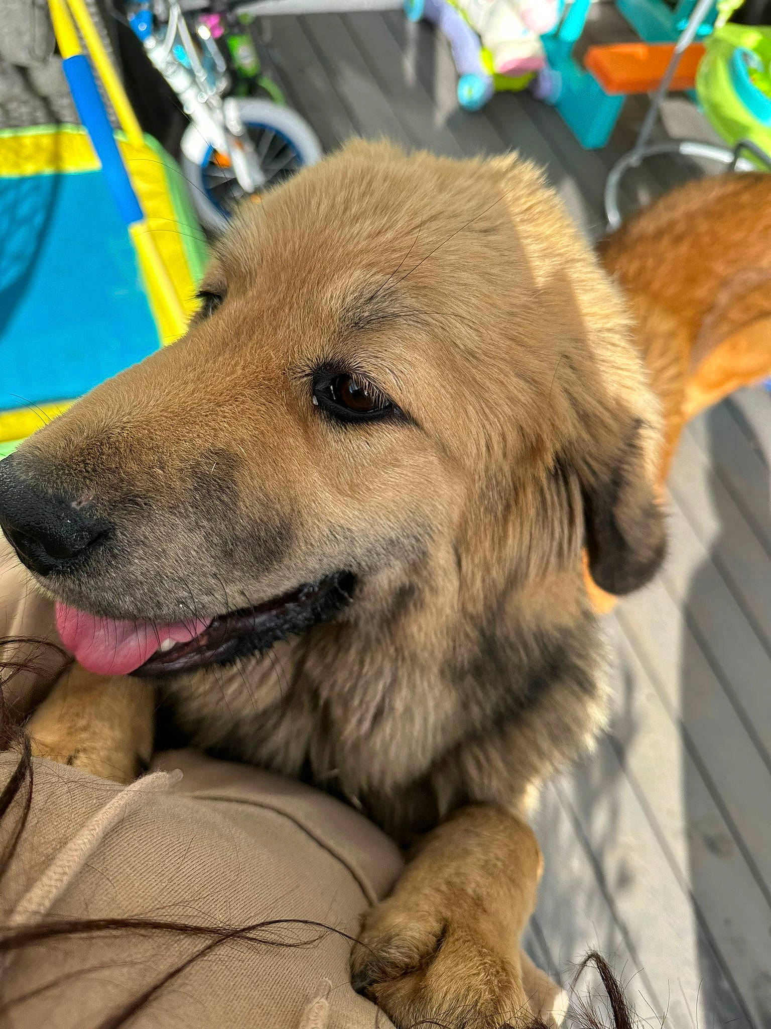 Princess Roberta is registered to the contest to win money with this photo: ancient_dog_breeds, canidae, carnivore, collar, companion_dog, dog, dog_breed, dog_collar, fawn, fur, paw, pet_supply, puppy, snout, sporting_group, terrestrial_animal, tire, whiskers, working_animal, working_dog