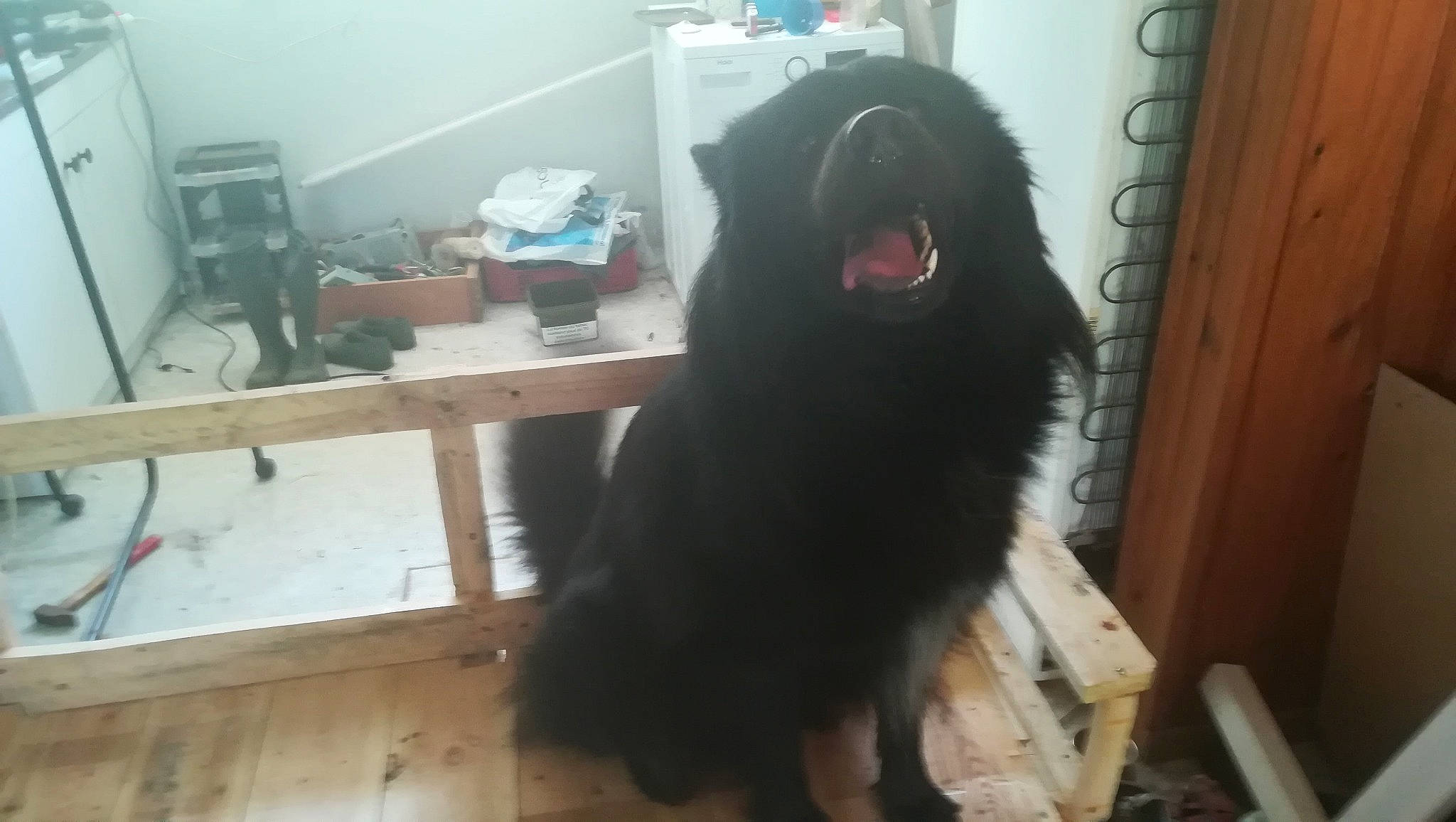 Rexo participe au concours pour gagner de l'argent avec cette photo : canidae, carnivore, dog, dog_breed, gaddi_kutta, newfoundland, sporting_group